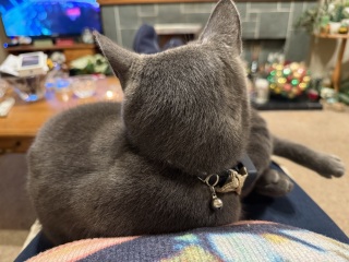 Ring Out, Wild Bells! As 2025 approaches, the Excellent Cats raise their game with a discussion on Tennyson's poetry