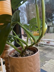 Monstera Adansonii help!