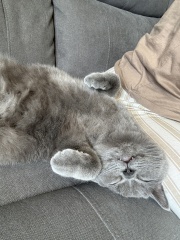 Which breed indoor cat please?