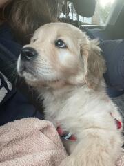 I breed & show dogs : AMA