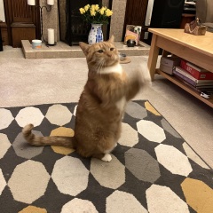 Cat suddenly doing meercat stretching