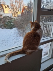 Ring Out, Wild Bells! As 2025 approaches, the Excellent Cats raise their game with a discussion on Tennyson's poetry