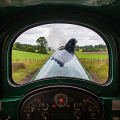 The Bluestocking: the one where AI finally learns what a blackbird is (we hope)