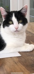 Black and white cats. (pics please!)