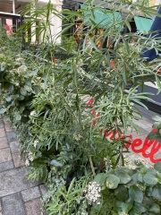Help identify plants (pics)