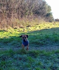 Border terriers