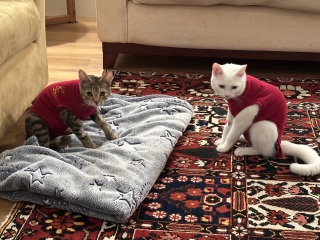 Ring Out, Wild Bells! As 2025 approaches, the Excellent Cats raise their game with a discussion on Tennyson's poetry