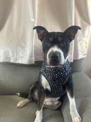 What breed do people think this dog is?