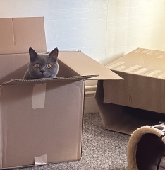 Show me your best kitten toys please!