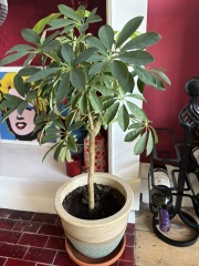 Dwarf Umbrella tree question