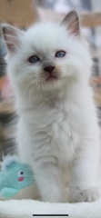 Ragdoll kittens