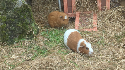 Shit... 99% sure Guinea Pig is pregnant