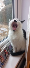 Black and white cats. (pics please!)