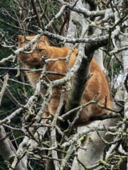 Ring Out, Wild Bells! As 2025 approaches, the Excellent Cats raise their game with a discussion on Tennyson's poetry