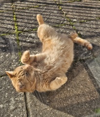 Lap dances, strippers and punch-ups - the Excellent Cats arrange a stag party