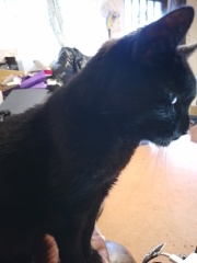 Rescue cats, show me yours!