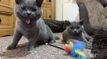 Tried to take a pic of my cats