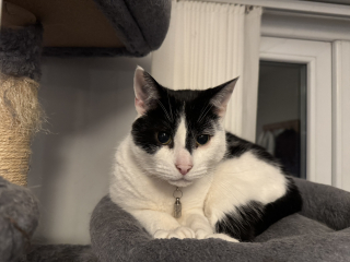 Ring Out, Wild Bells! As 2025 approaches, the Excellent Cats raise their game with a discussion on Tennyson's poetry