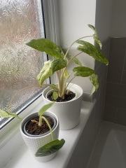 Elephant ear in trouble!