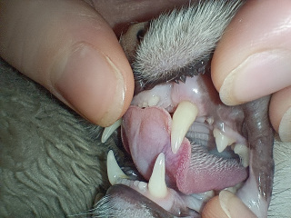 Cat teeth problem