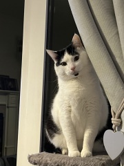 Black and white cats. (pics please!)