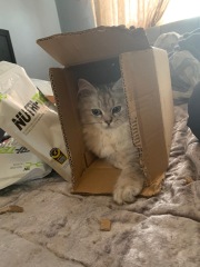 Torn between two cat names?