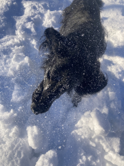 Are you walking your dogs in this weather?