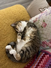 Ring Out, Wild Bells! As 2025 approaches, the Excellent Cats raise their game with a discussion on Tennyson's poetry