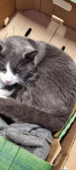 Update on stray pregnant cat