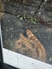 Ring Out, Wild Bells! As 2025 approaches, the Excellent Cats raise their game with a discussion on Tennyson's poetry