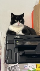 Black and white cats. (pics please!)