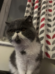 To ask me to show me your cat