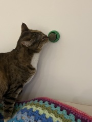 Ring Out, Wild Bells! As 2025 approaches, the Excellent Cats raise their game with a discussion on Tennyson's poetry