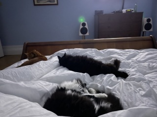 Lap dances, strippers and punch-ups - the Excellent Cats arrange a stag party