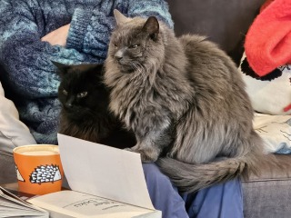 Ring Out, Wild Bells! As 2025 approaches, the Excellent Cats raise their game with a discussion on Tennyson's poetry