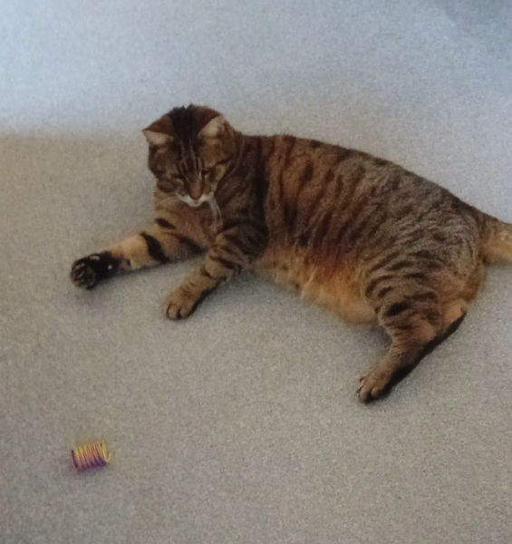 Lap dances, strippers and punch-ups - the Excellent Cats arrange a stag party