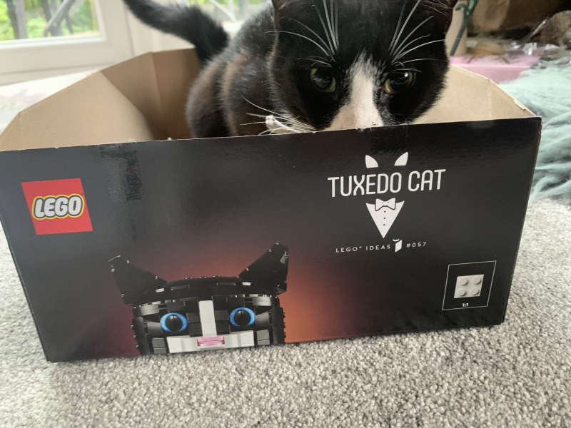 Black and white cats. (pics please!)