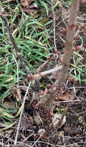 Plant identification - shrubs on new allotment
