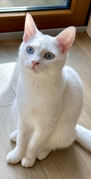 Lap dances, strippers and punch-ups - the Excellent Cats arrange a stag party