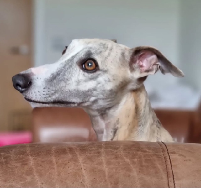 5 year old whippet - so worried about osteosarcoma