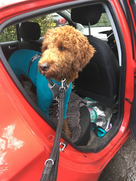 Adolescent Dog Survival Thread - get teenage licks right through the night!