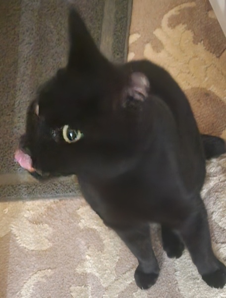 Cat has eaten bolognese sauce