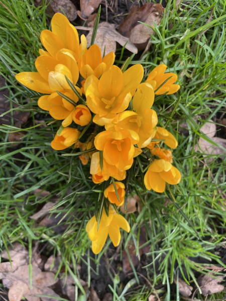 The Year Round Nigel Slater Discussion thread