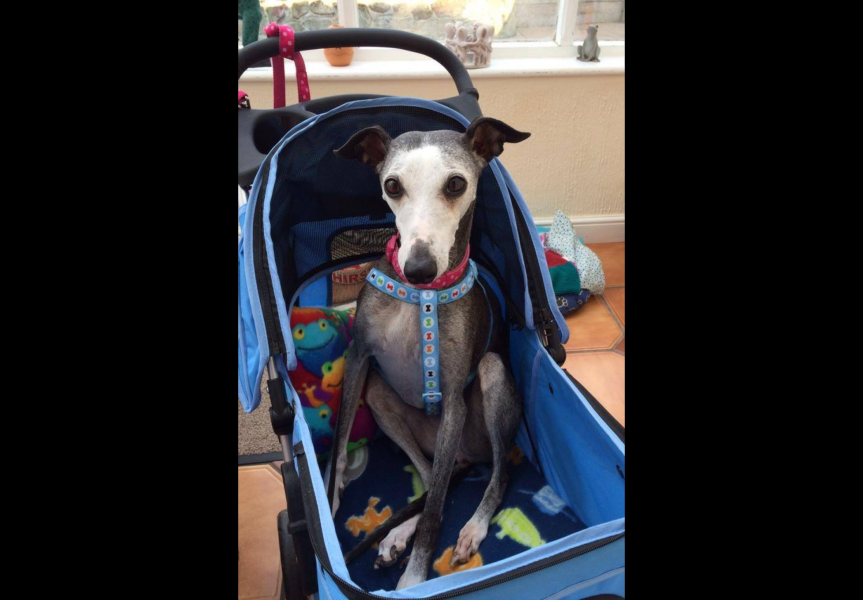 What would you think if you saw dogs in their own pram?