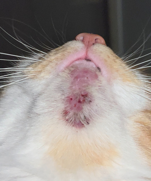 Treating cat acne/?infection without vet