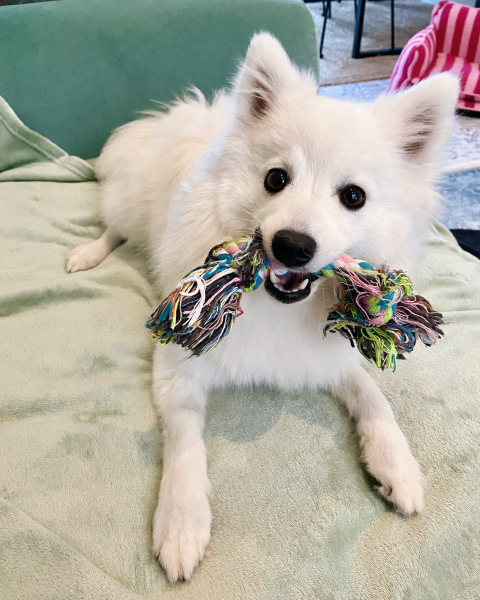 Puppy zoomies ... I'm not sure my poor heart can take much more!