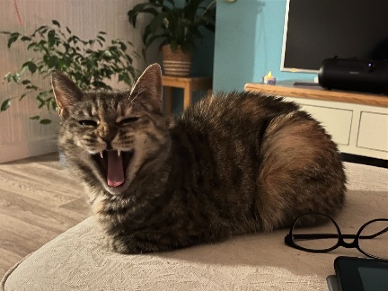 Show me the most unhinged looking photo you have of your cat