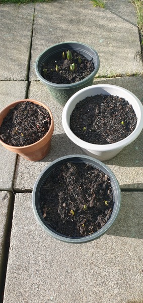 How is everyone's pot lasagnes coming along?
