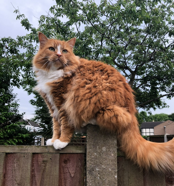 Can you ever 'finish' brushing a cat?