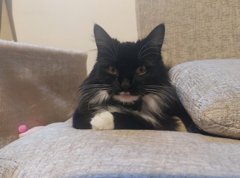 Ridiculous things we do for our cats